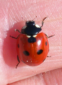 Seven-spot Lady Beetle